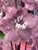 Delphinium Cherry Blossom