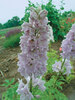 Delphinium Cherry Blossom