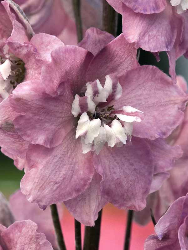 DECB_0a_Delphinium_Cherry_Blos