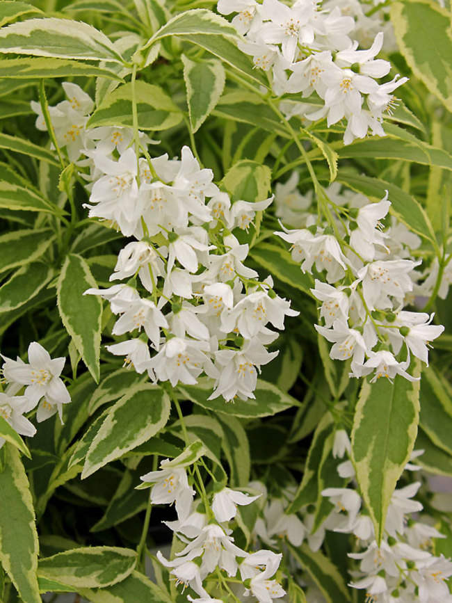 Deutzia Creme Fraiche