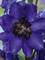 Delphinium Dark Blue Dark Bee