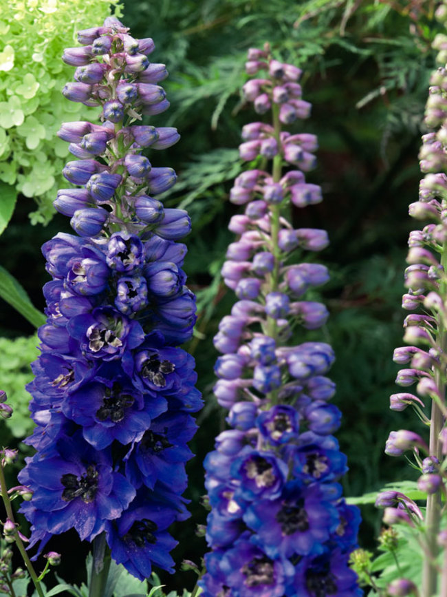 Dried Dark Blue Larkspur Flowers For Sale