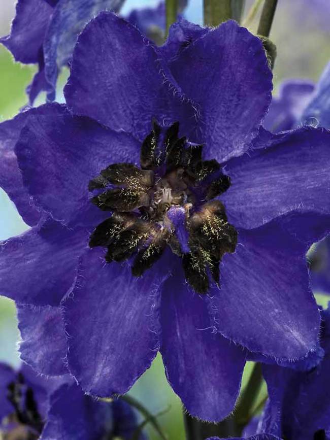 Delphinium Dark Blue Dark Bee -- Bluestone Perennials