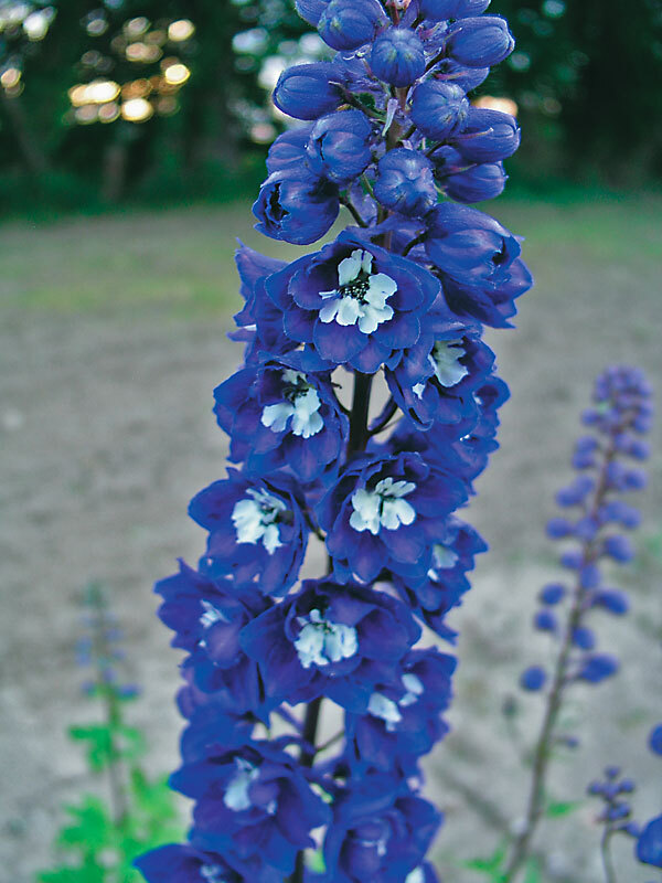 Delphinium Magic-Fountains-Dark-Blue