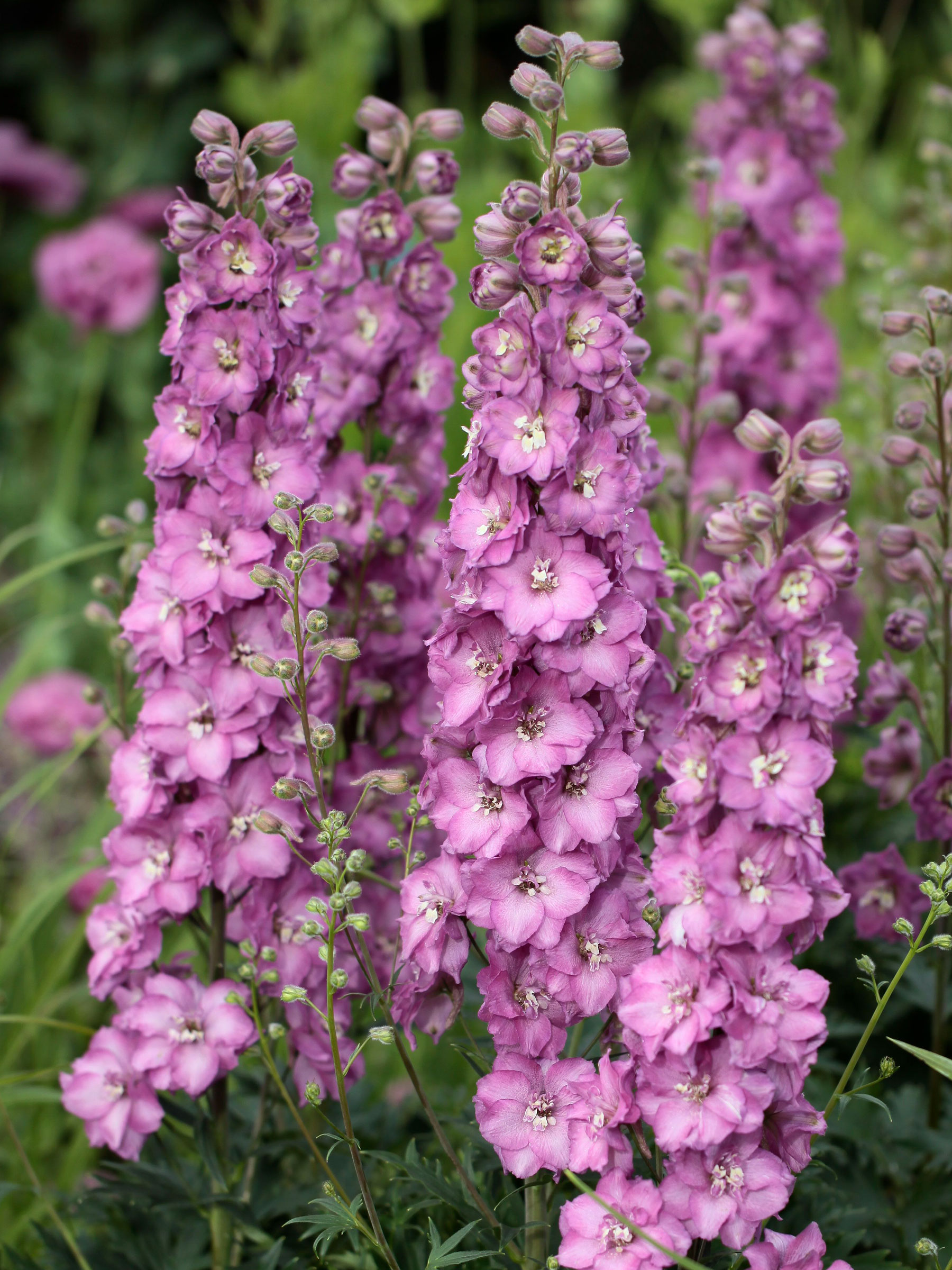 Delphinium Delgenius Chantay | Bluestone Perennials