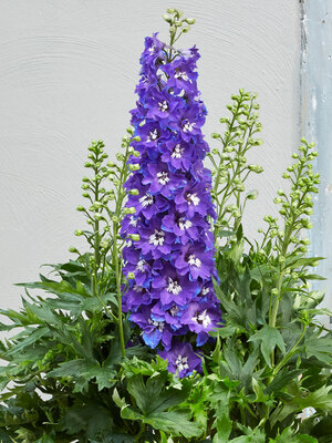 Delphinium Delgenius Glitzy | Bluestone Perennials