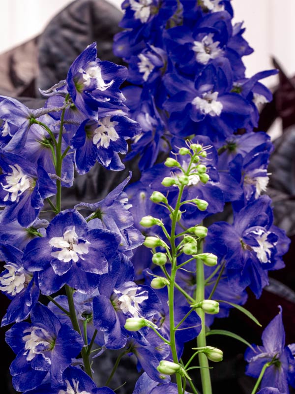 DEDP_0_delphinium_aurora_deep_