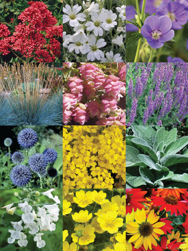 Deer Resistant Garden | Bluestone Perennials