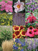 Deer Resistant Garden