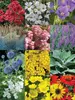 Deer Resistant Garden
