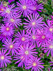 Delosperma Electric Slide