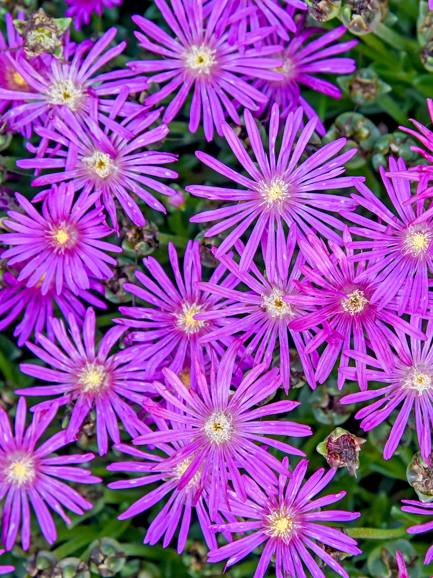 Delosperma Electric Slide | Bluestone Perennials