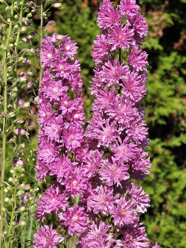 Delphinium Flamenco