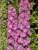 Delphinium Flamenco