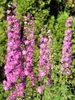 Delphinium Flamenco