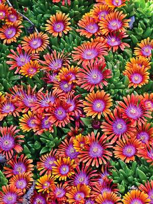 Delosperma Fire Spinner | Bluestone Perennials