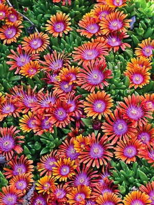 Link to Delosperma Fire Spinner&reg;