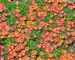 Delosperma Fire Spinner