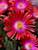 Delosperma Garnet