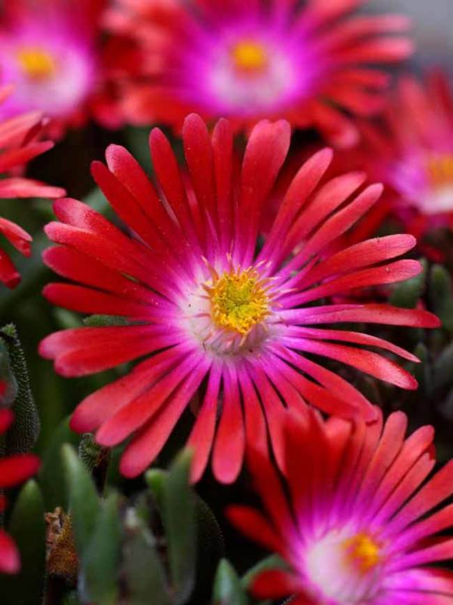 Delosperma Garnet