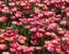 Delosperma Garnet