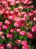 Delosperma Garnet