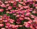 Delosperma Garnet