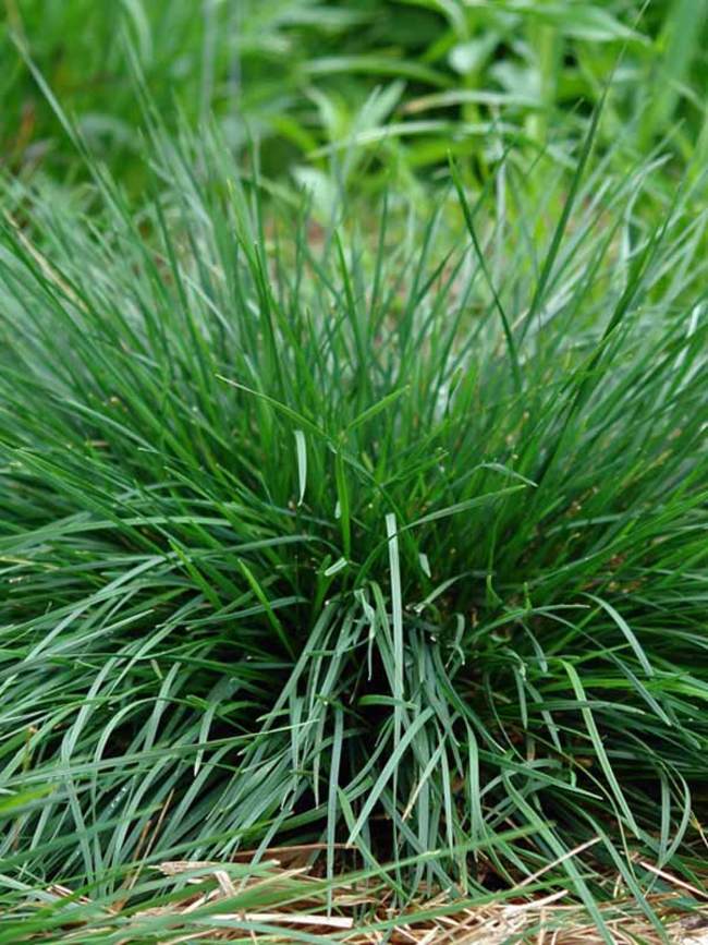 Deschampsia Goldtau