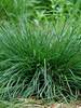 Deschampsia Goldtau