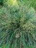 Deschampsia Goldtau