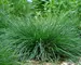 Deschampsia Goldtau