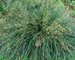 Deschampsia Goldtau