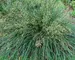 Deschampsia Goldtau