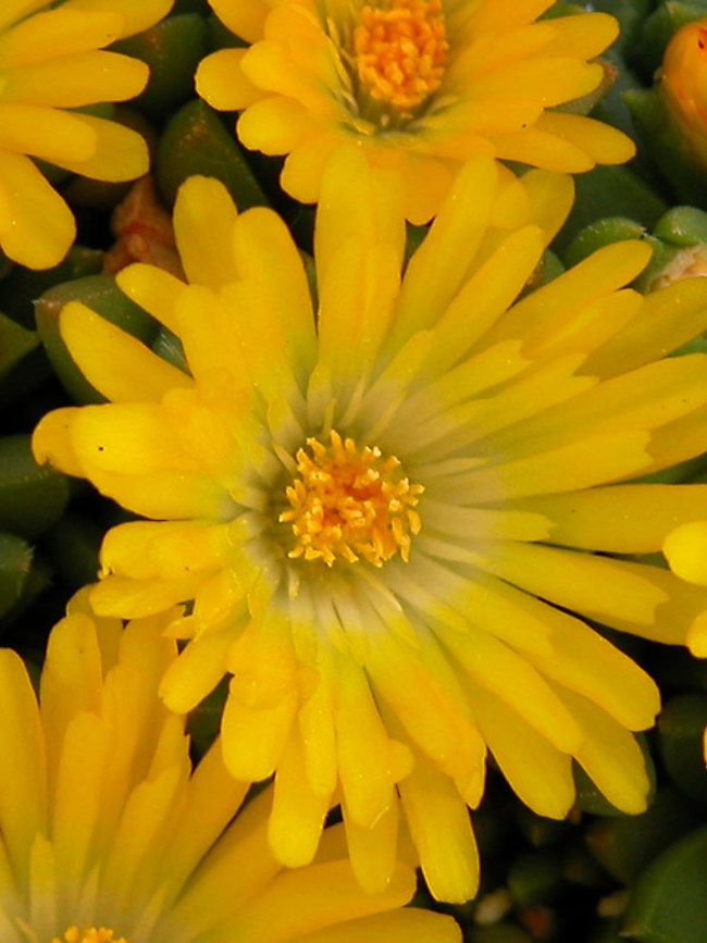 Delosperma Gold Nugget