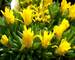 Delosperma Gold Nugget