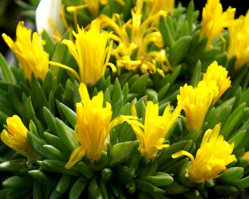 Delosperma Congestum Gold Nugget 30 Seeds Very Cold Hardy Succulent Ice Plant