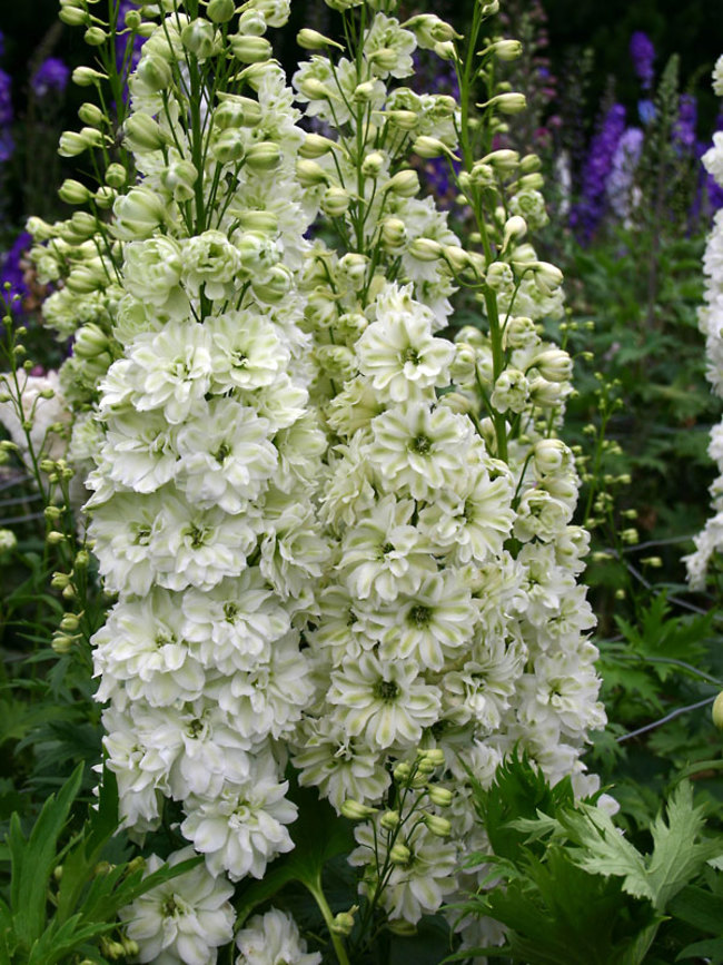 Delphinium Green Twist | Bluestone Perennials