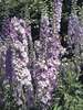 Delphinium Guinevere