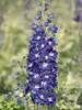 Delphinium King Arthur