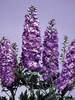 Delphinium Lavender