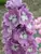 Delphinium Lilac Rose