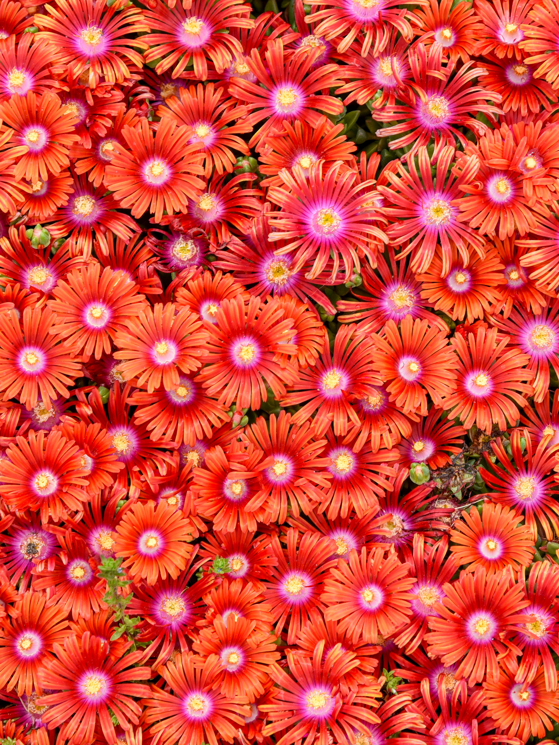 Delosperma Macarena | Bluestone Perennials