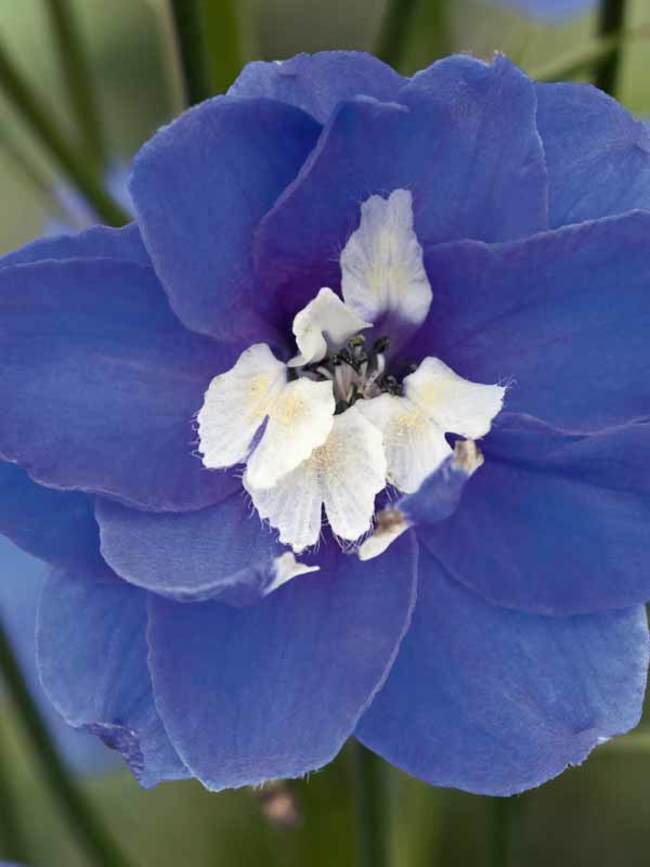 Delphinium Mid Blue White Bee