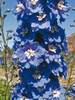 Delphinium Mid Blue White Bee