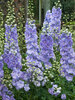 Delphinium Morning Lights