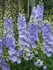 Delphinium Morning Lights