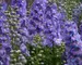 Delphinium Morning Lights