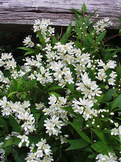 Deutzia