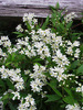 Deutzia Nikko