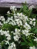 Deutzia Nikko